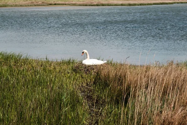 Svan Som Häckar Ett Ett Naturreservat Heiligenhafen Vid Östersjön Tyskland — Stockfoto