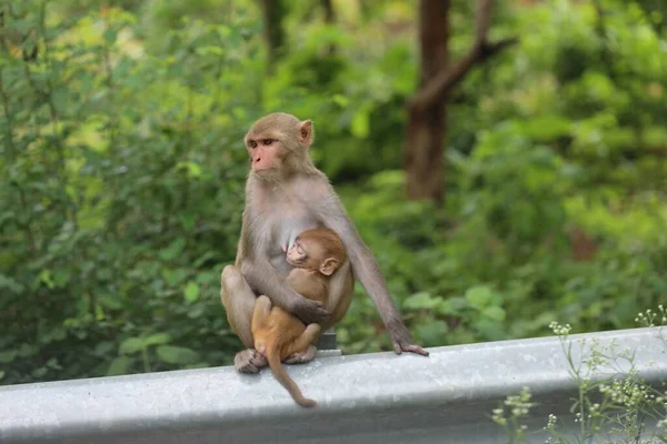 하이데라바드에 속에서 새끼를 원숭이 — 스톡 사진