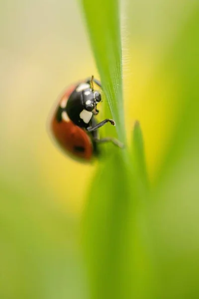 Yeşil Yapraklı Kırmızı Uğur Böceğinin Yakın Plan Görüntüsü — Stok fotoğraf