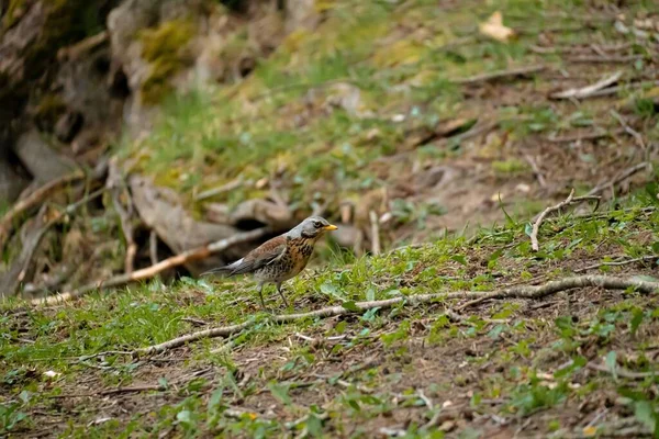 Zbliżenie Ujęcia Fieldfare Chodzącego Trawie — Zdjęcie stockowe