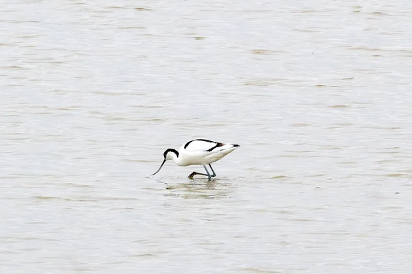 Oiseau Buvant Eau Lac — Photo