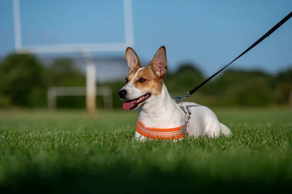 かわいいジャック ラッセル テリアの子犬のクローズアップで 襟が緑の芝生の上に座って脇を見て — ストック写真