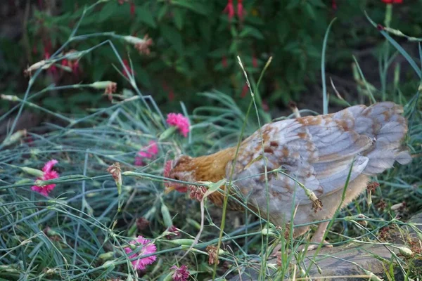一种自由放养的母鸡 在农场的草丛中觅食 — 图库照片