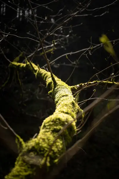 Vertikální Detailní Záběr Suchého Bezlistého Kmene Stromu Pokrytého Zeleným Mechem — Stock fotografie