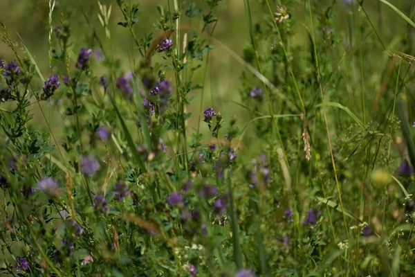 Uma Vista Panorâmica Flores Alfafa Roxas Com Folhas Verdes Uma — Fotografia de Stock