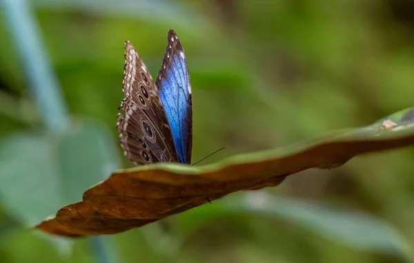 葉の上に青い蝶のクローズアップショット — ストック写真