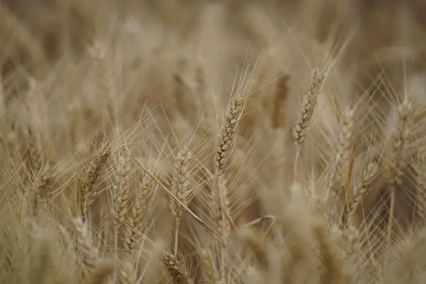 Крупный План Ветвей Пшеницы Поле — стоковое фото