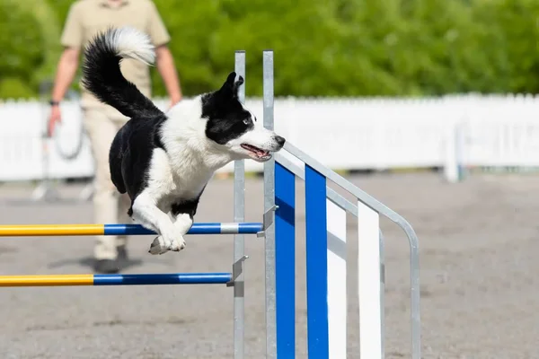 Border Collie Salta Sobre Obstáculo Agilidade Curso Agilidade Cão — Fotografia de Stock