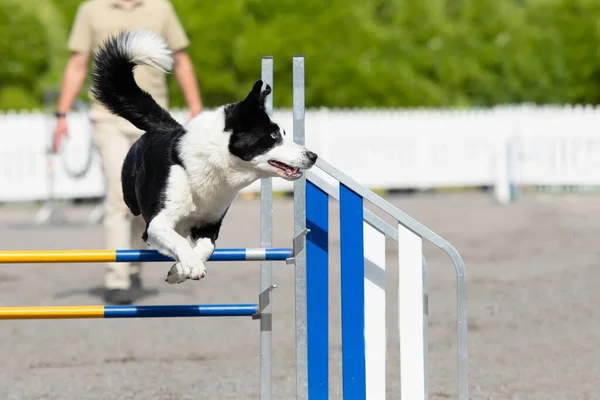 Border Collie Salta Oltre Ostacolo Agilità Corso Agilità Cane — Foto Stock