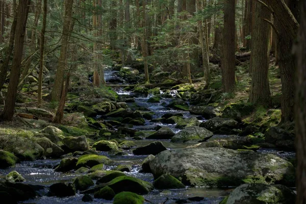 Riacho Uma Floresta Selvagem — Fotografia de Stock