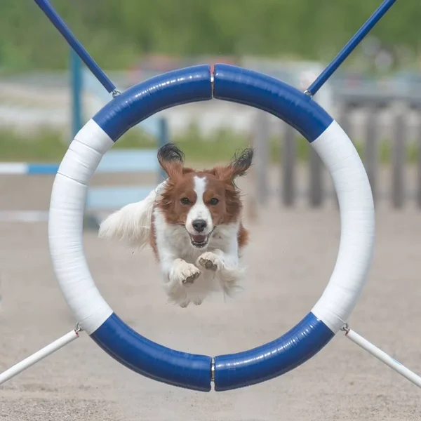 Detailní Záběr Psa Kooikerhondje Skákajícího Přes Kroužek Hbitosti — Stock fotografie