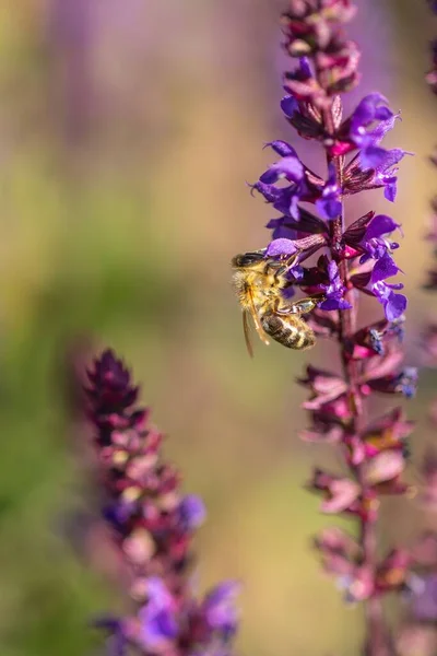 Detailní Záběr Včely Medonosné Anthophila Modrých Fialových Šalových Květech Salvia — Stock fotografie
