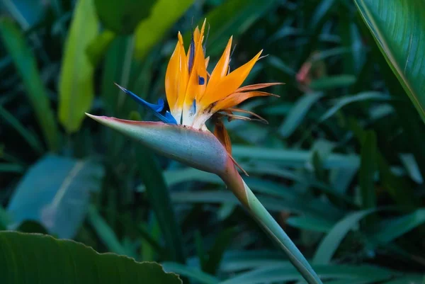 Κλείσιμο Ενός Πολύχρωμου Strelitzia Reginae Πουλιού Του Παραδείσου — Φωτογραφία Αρχείου