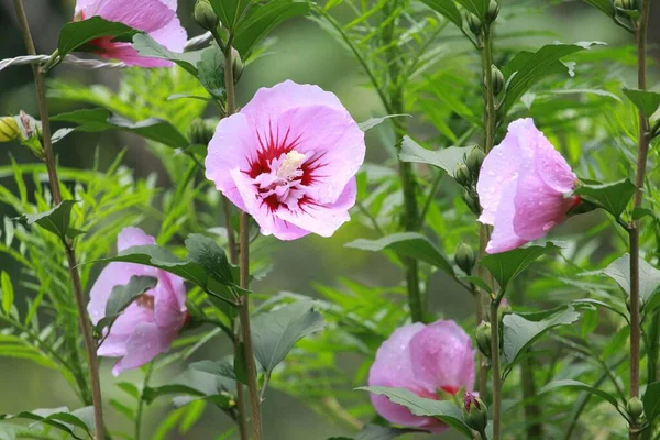 一朵粉红色的印度芙蓉花在花园里绽放的特写照片 — 图库照片