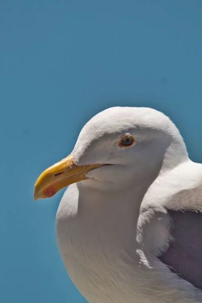 Vertical Close Shot White Seagull Head Blue Sky Background — Stock Photo, Image
