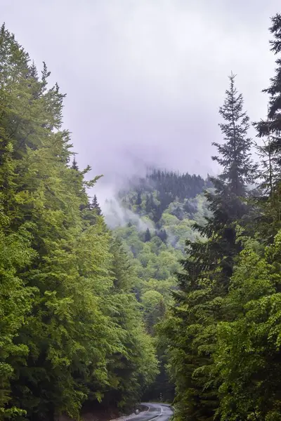 Tiro Vertical Uma Floresta Nas Montanhas Dos Cárpatos Com Céu — Fotografia de Stock