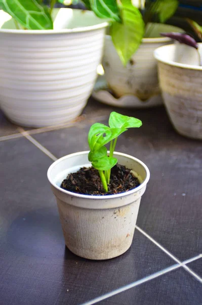 Enfoque Selectivo Vertical Planta Monstera Verde Una Maceta Que Adorna —  Fotos de Stock