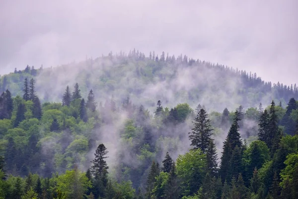 Лес Покрытый Облаками Карпатах Румынии — стоковое фото