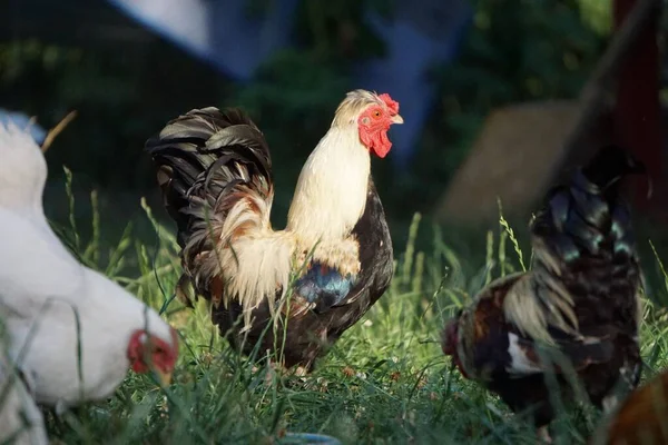 Ein Hühnerschwarm Auf Der Futtersuche Auf Gräsern Einem Bauernhof — Stockfoto