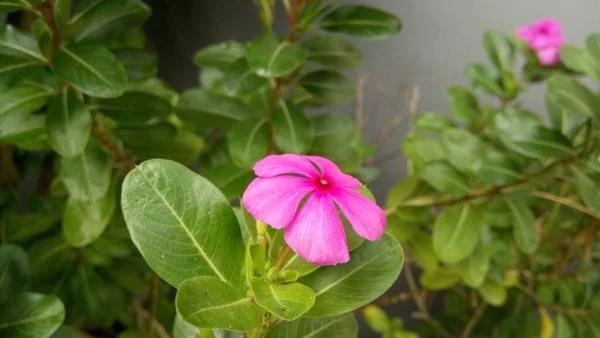 Eine Selektive Fokusaufnahme Einer Rosa Tibouchina Blume Mit Grünen Blättern — Stockfoto