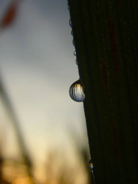 Goutte Rosée Tôt Matin Devenir Belle Avec Son Reflet Causé — Photo