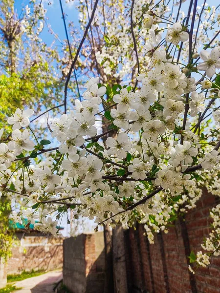 ใกล นไม ดอกไม ขาว — ภาพถ่ายสต็อก