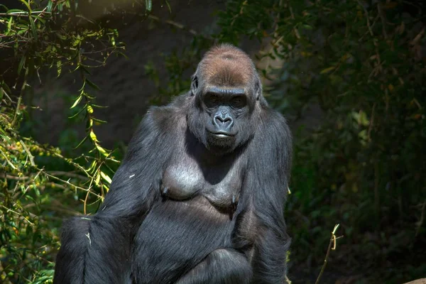 Gorille Noir Assis Milieu Des Arbres — Photo