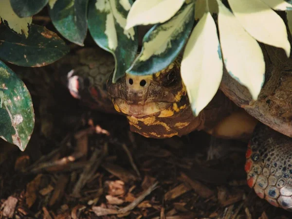 Nahaufnahme Einer Getarnten Schildkröte Auf Dem Boden Unter Blättern — Stockfoto
