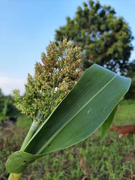 Ein Grünes Blatt Und Eine Blume Der Pflanze — Stockfoto
