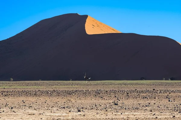 Namibia Namib Desert Dead Valley Oryx Standing Red Dunes — Stock fotografie