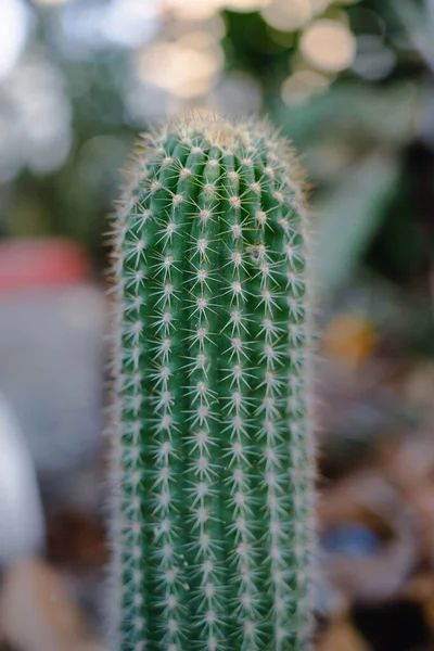 Egy Függőleges Lövés Hegye Egy Kaktusz Más Növények Elmosódott Háttérben — Stock Fotó
