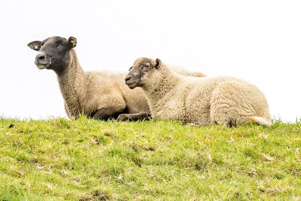 Stado Owiec Odpoczywających Zielonym Polu — Zdjęcie stockowe