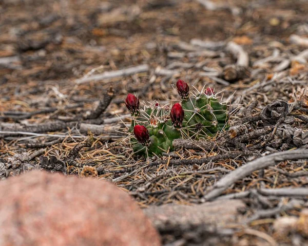 Selektivní Zaměření Červených Květů Kaktusu Scarlet Hedgehog Poušti Mezi Suchými — Stock fotografie