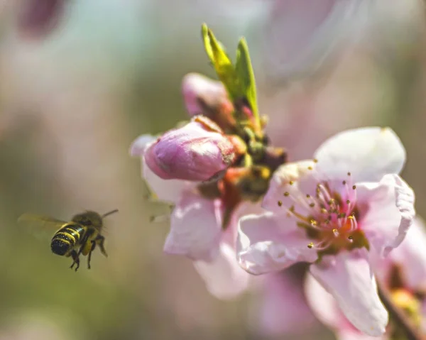 Ένα Ρηχό Πλάνο Εστίασης Μιας Μέλισσας Που Πετάει Κοντά Όμορφα — Φωτογραφία Αρχείου