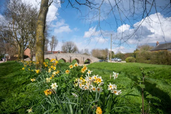 Moulton Packhorse Bridge Een Groen Graspark Met Wilde Narcissen — Stockfoto