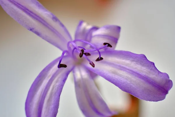 Primo Piano Giglio Viola — Foto Stock