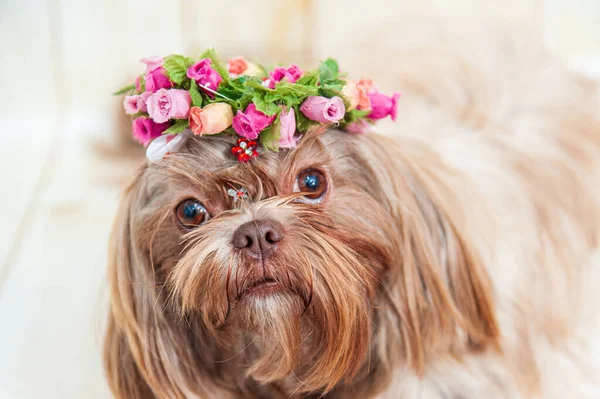 Closeup Shot Cute Shih Tzu Dog Flower Head Accessory — Stock Photo, Image