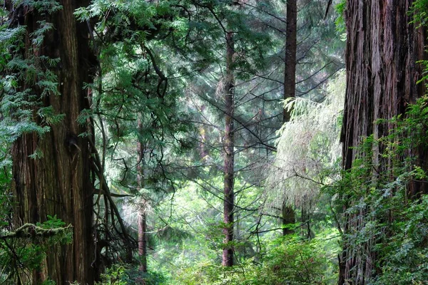 Bosque Con Árboles Secuoyas California Durante Día —  Fotos de Stock