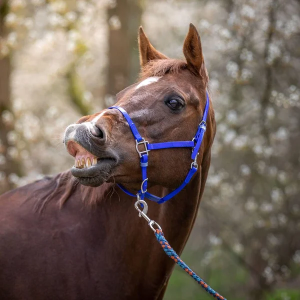 Een Close Shot Van Een Kastanjebruine Merrie Paard Snuffelend Een — Stockfoto