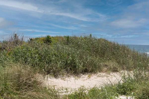 北卡罗莱纳州翡翠岛上一个覆盖着青草的沙丘的特写镜头 — 图库照片
