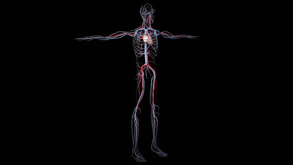 男子血液循环系统的三维可视化 — 图库照片