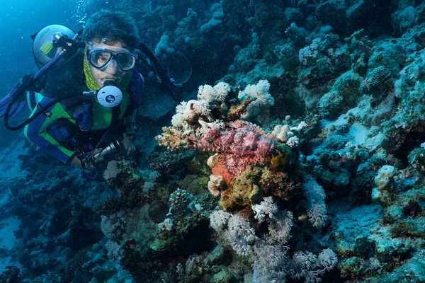Closeup Diver Looking Scorpionfish Next Coral — Stock Photo, Image