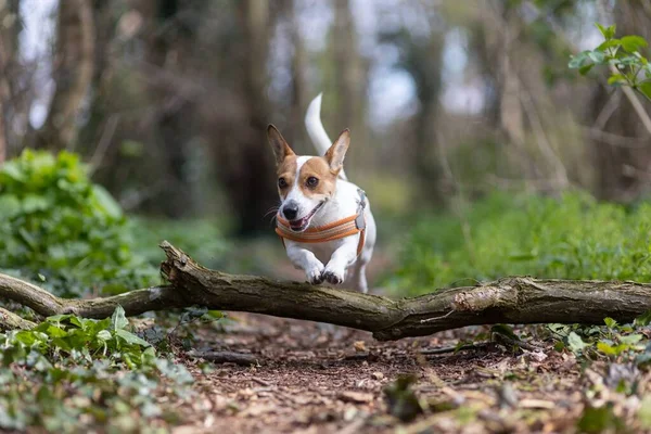 Een Ondiepe Focus Van Een Schattige Jack Russell Terrier Puppy — Stockfoto