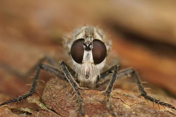 Closeup Facial Detalhado Uma Duna Robberfly Philonicus Albiceps Areia Costa — Fotografia de Stock