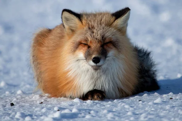 Closeup Red Fox Lying Closed Eyes Snowy Field — Stock Photo, Image