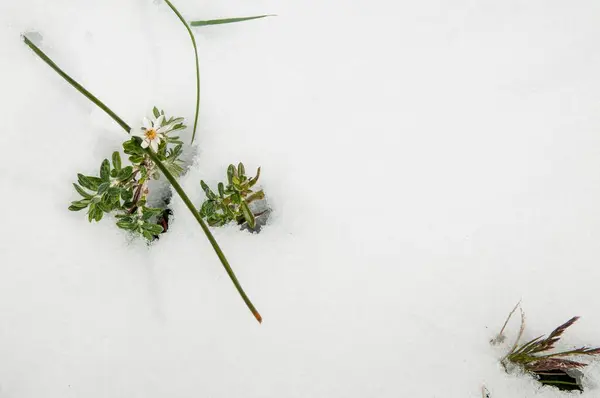Zbliżenie Ujęcia Roślin Rosnących Śniegu — Zdjęcie stockowe