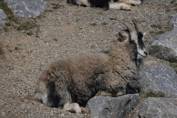 石の上にもたれながら休息する山ヤギのクローズアップ — ストック写真