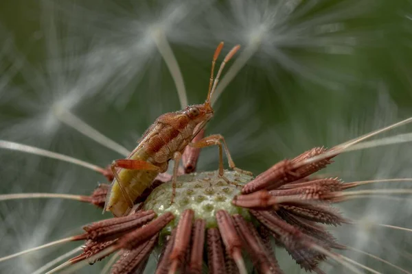 민들레 생명없는 벌레의 — 스톡 사진