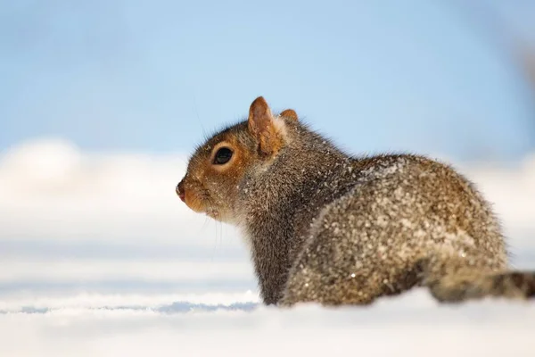 Nahaufnahme Eines Kleinen Braunen Eichhörnchens Auf Einem Verschneiten Feld — Stockfoto