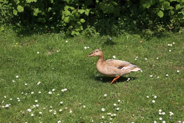 Een Close Shot Van Een Eend Het Gras — Stockfoto